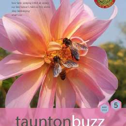 Out now -  latest honeybee news!